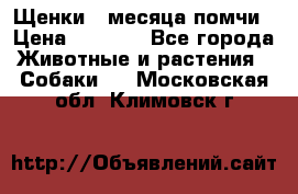 Щенки 4 месяца-помчи › Цена ­ 5 000 - Все города Животные и растения » Собаки   . Московская обл.,Климовск г.